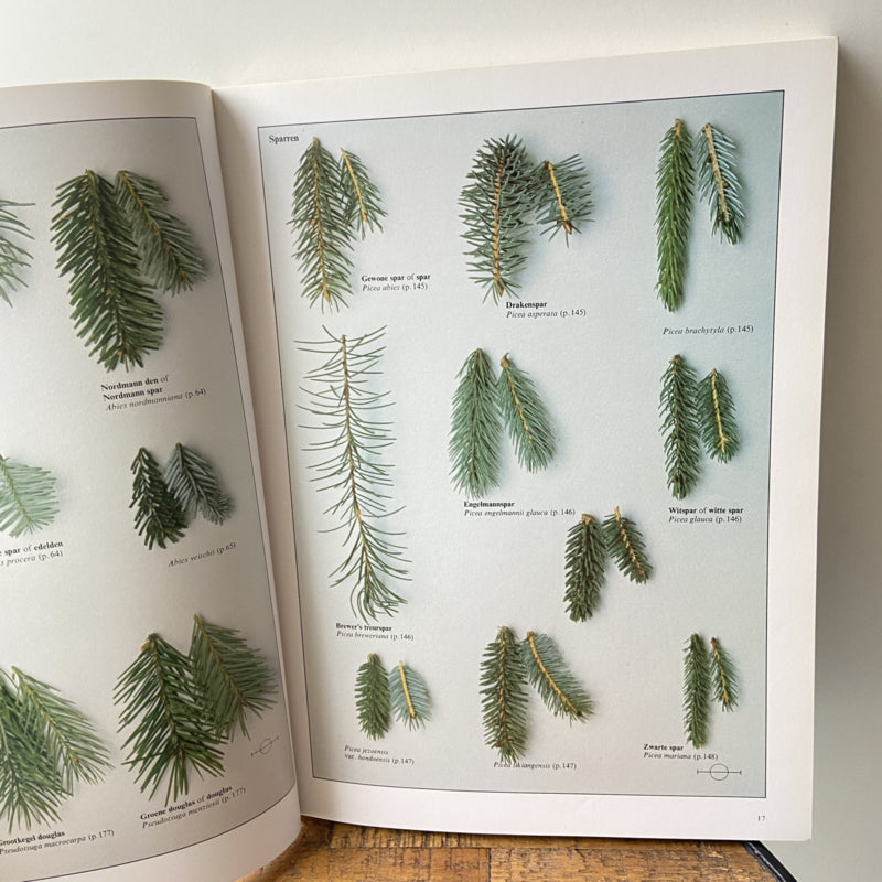 Bomen van de Gematigde Streken