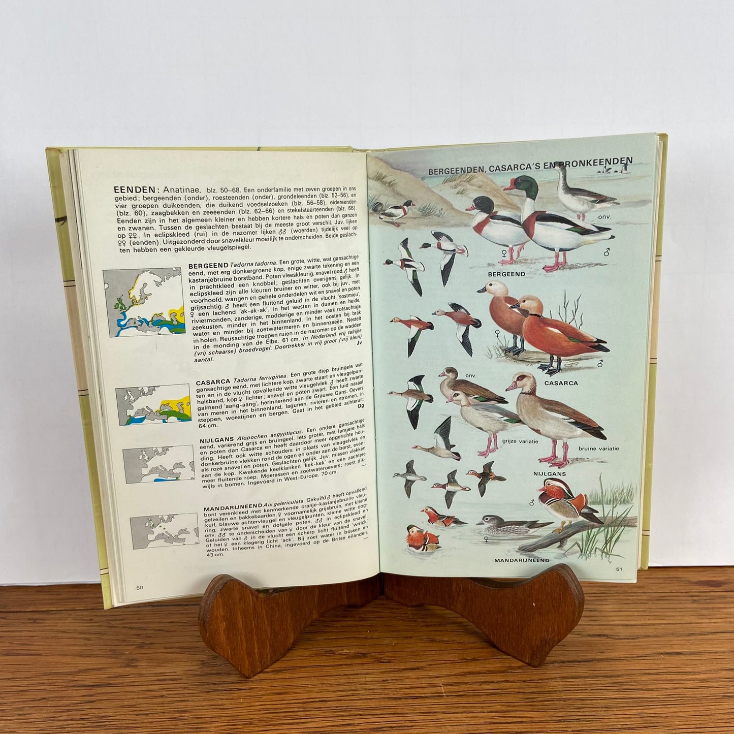 De Europese vogels in kleur