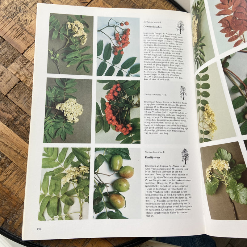 Bomen van de Gematigde Streken