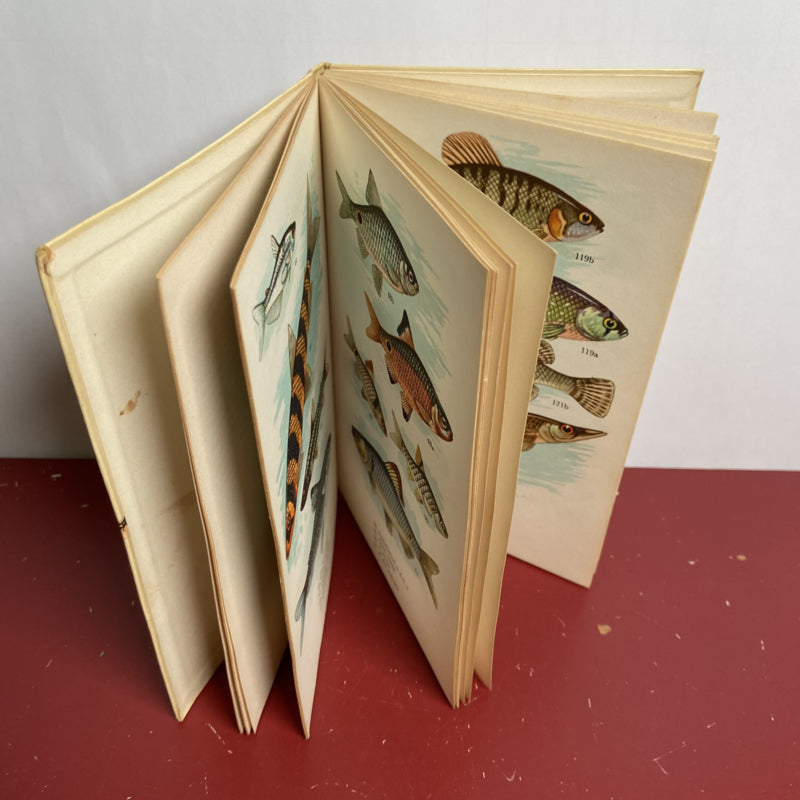 Aquarium vissen in kleuren