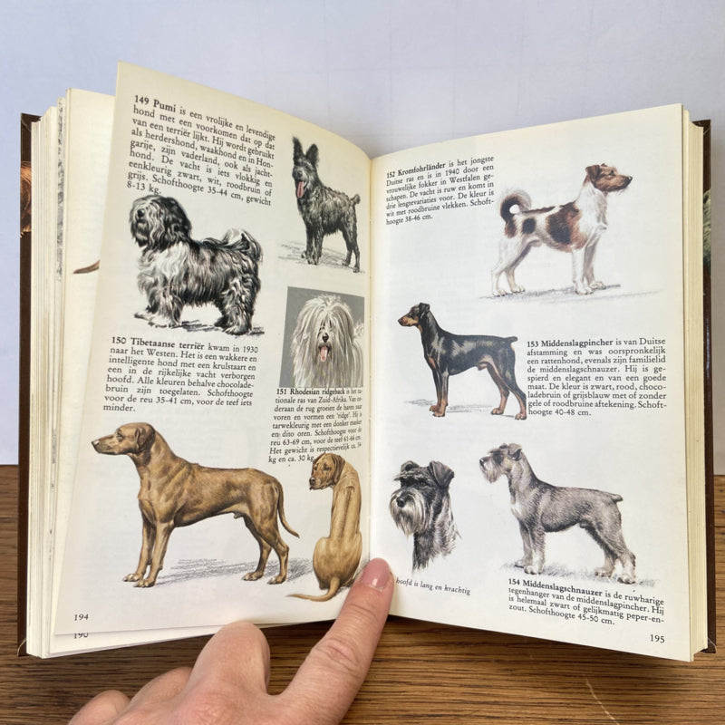 Honden in kleur