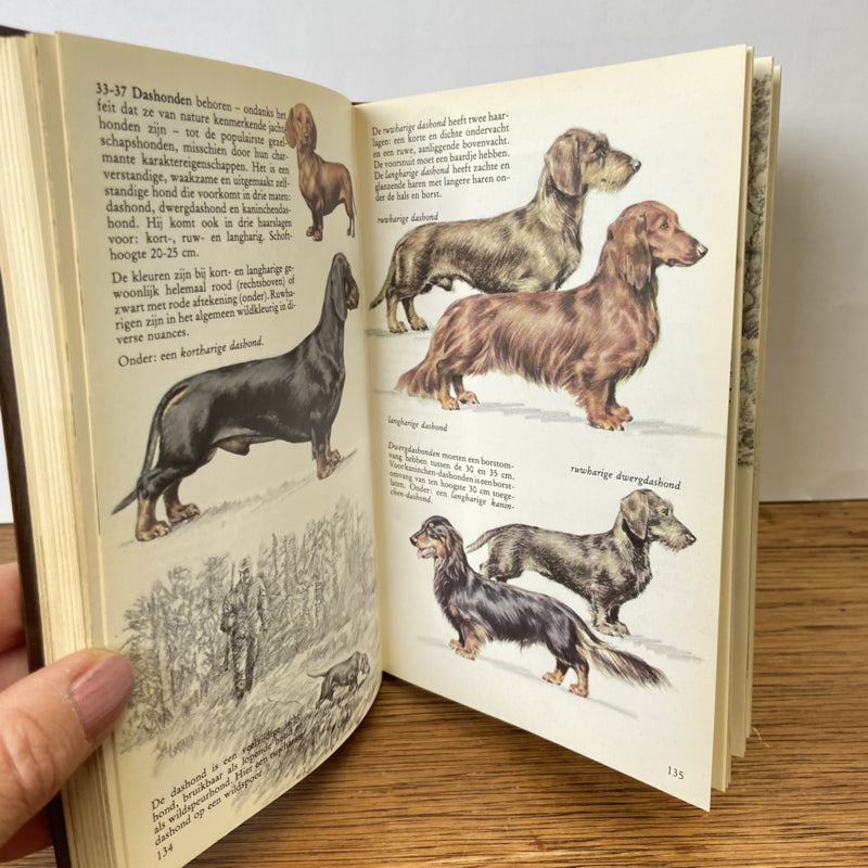 Honden in kleur