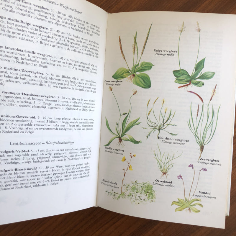Elseviers plantengids vijfde druk