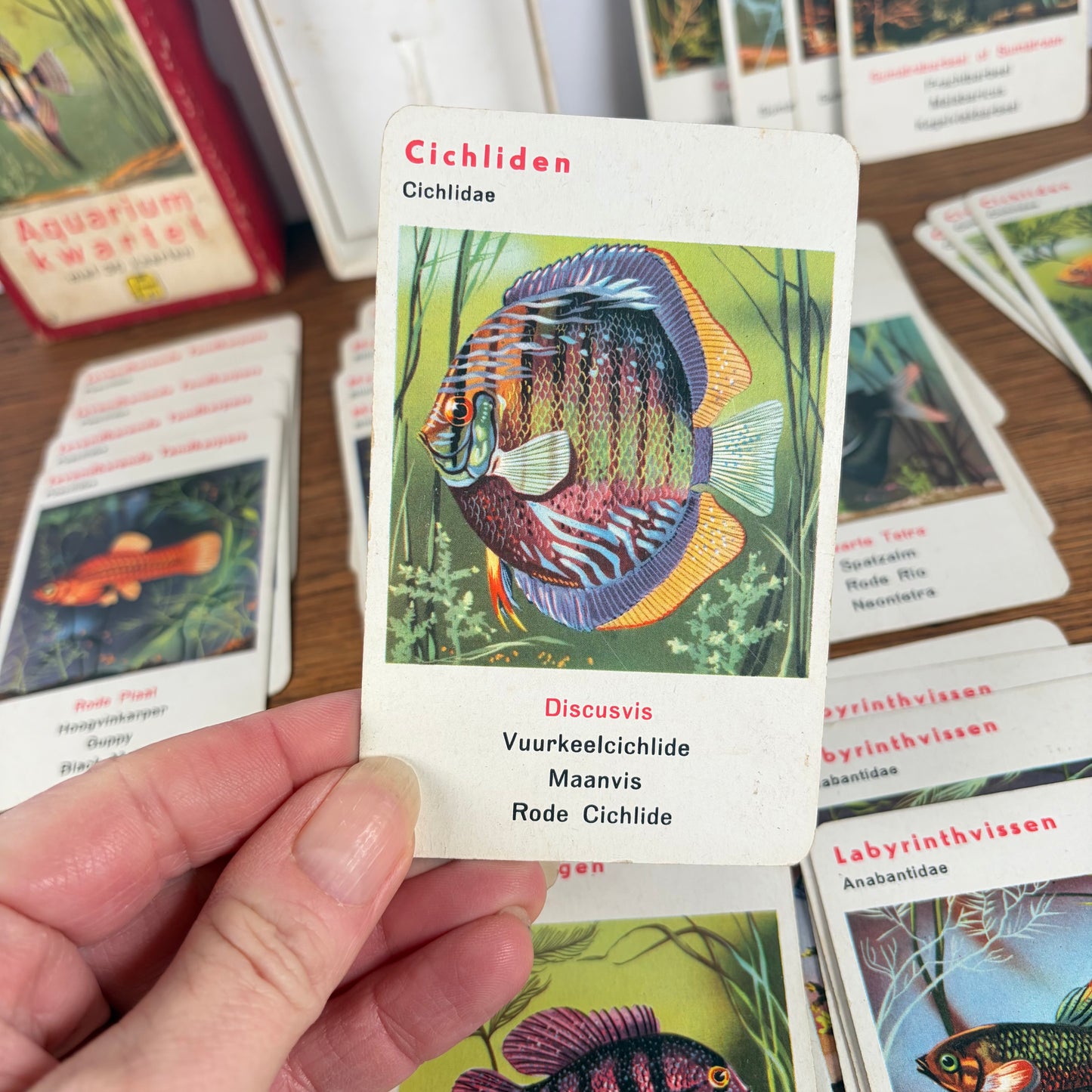 Vintage aquarium kwartet