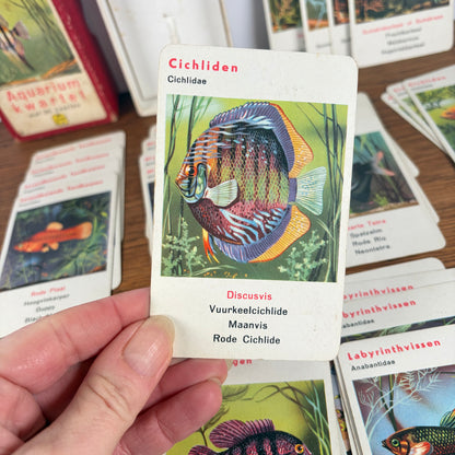 Vintage aquarium kwartet