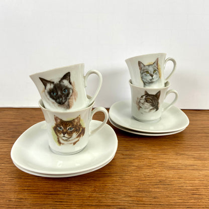 Kop en schotels katten