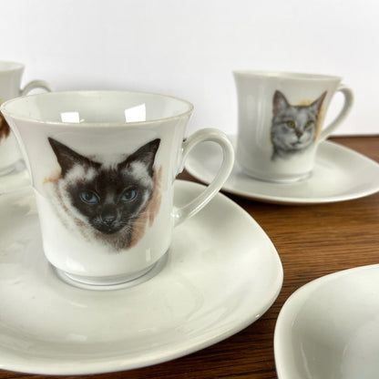 Kop en schotels katten