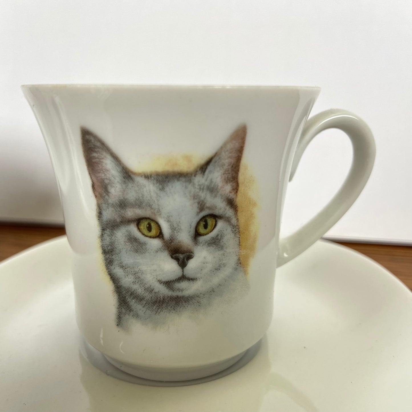 Kop en schotels katten