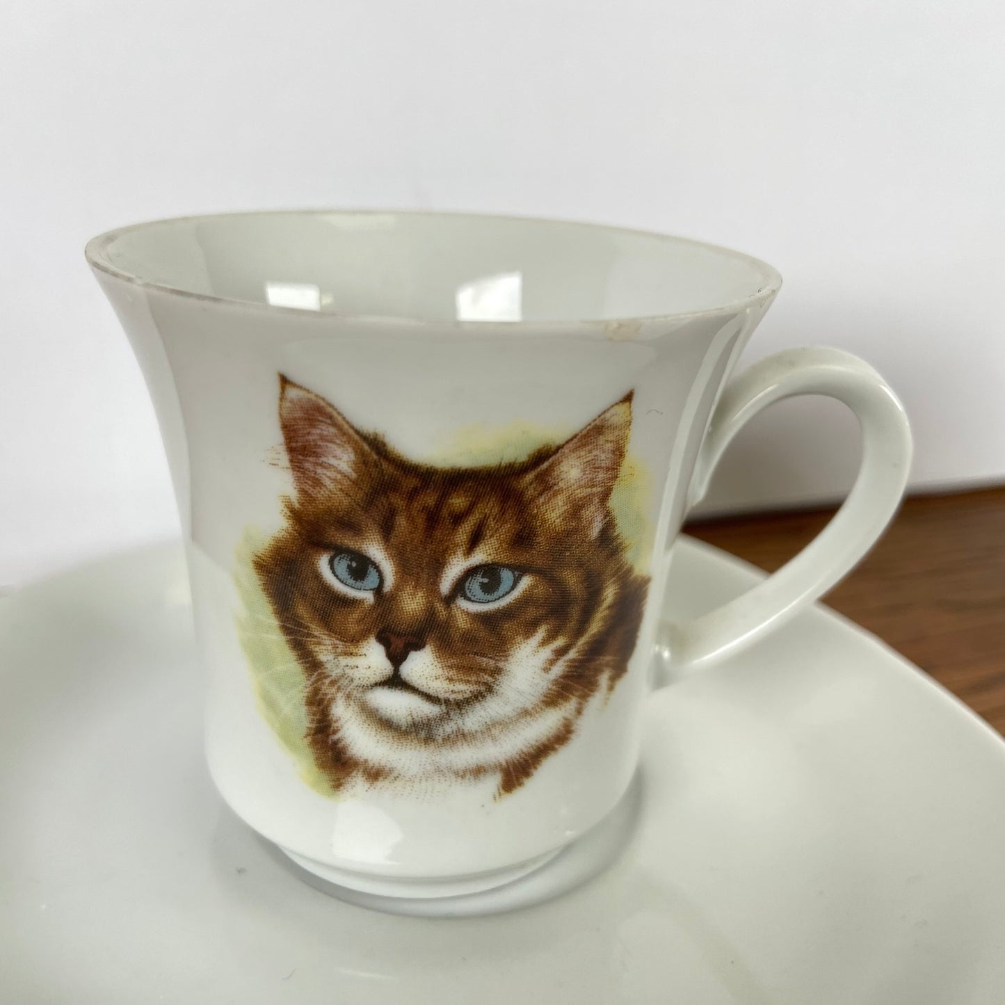 Kop en schotels katten