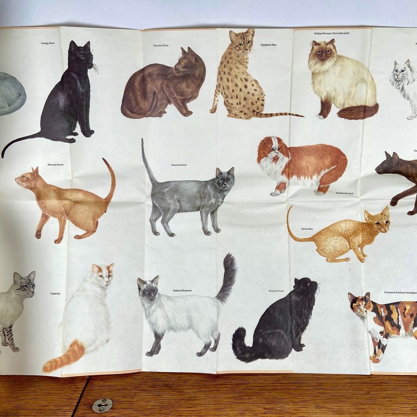 Katten kaart