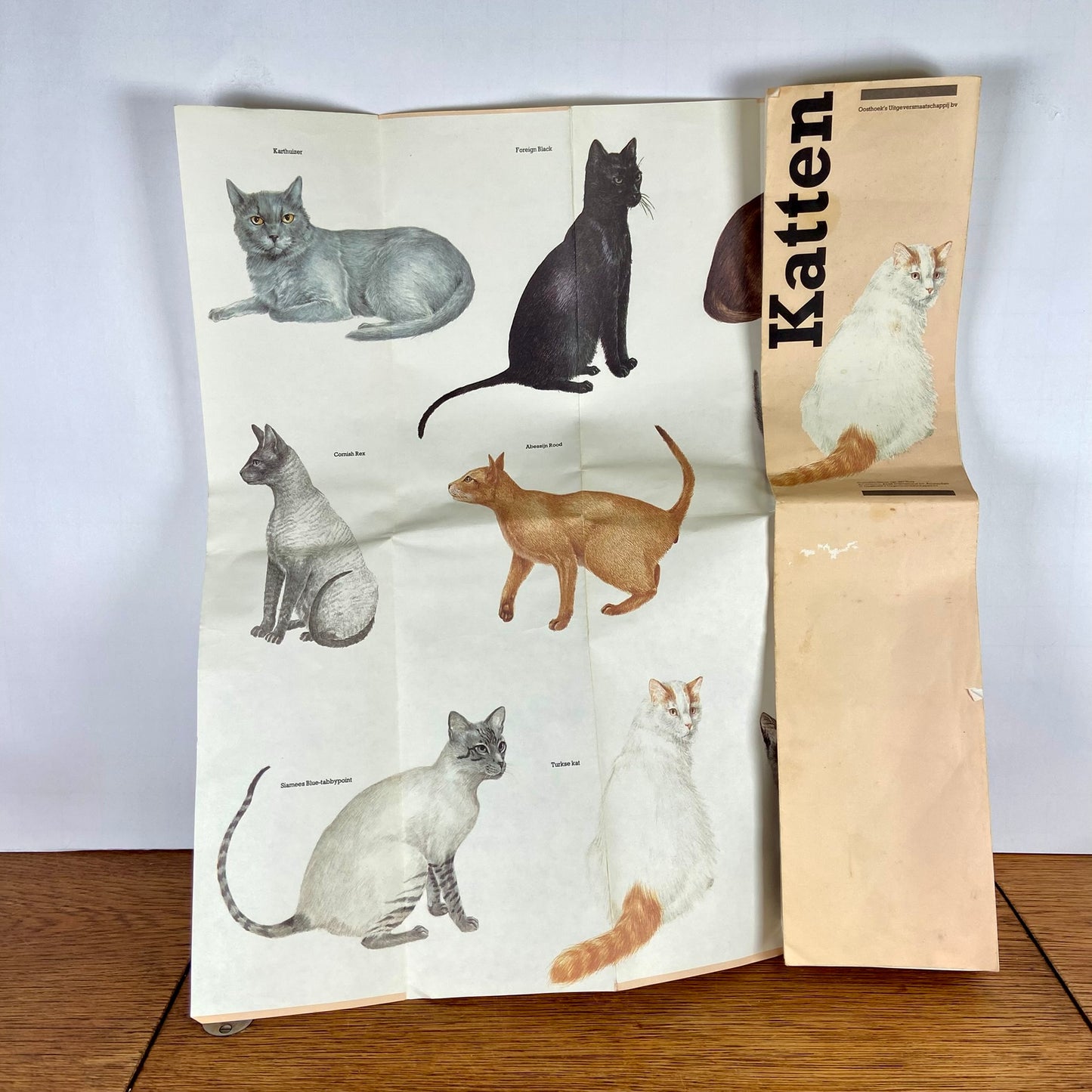 Katten kaart