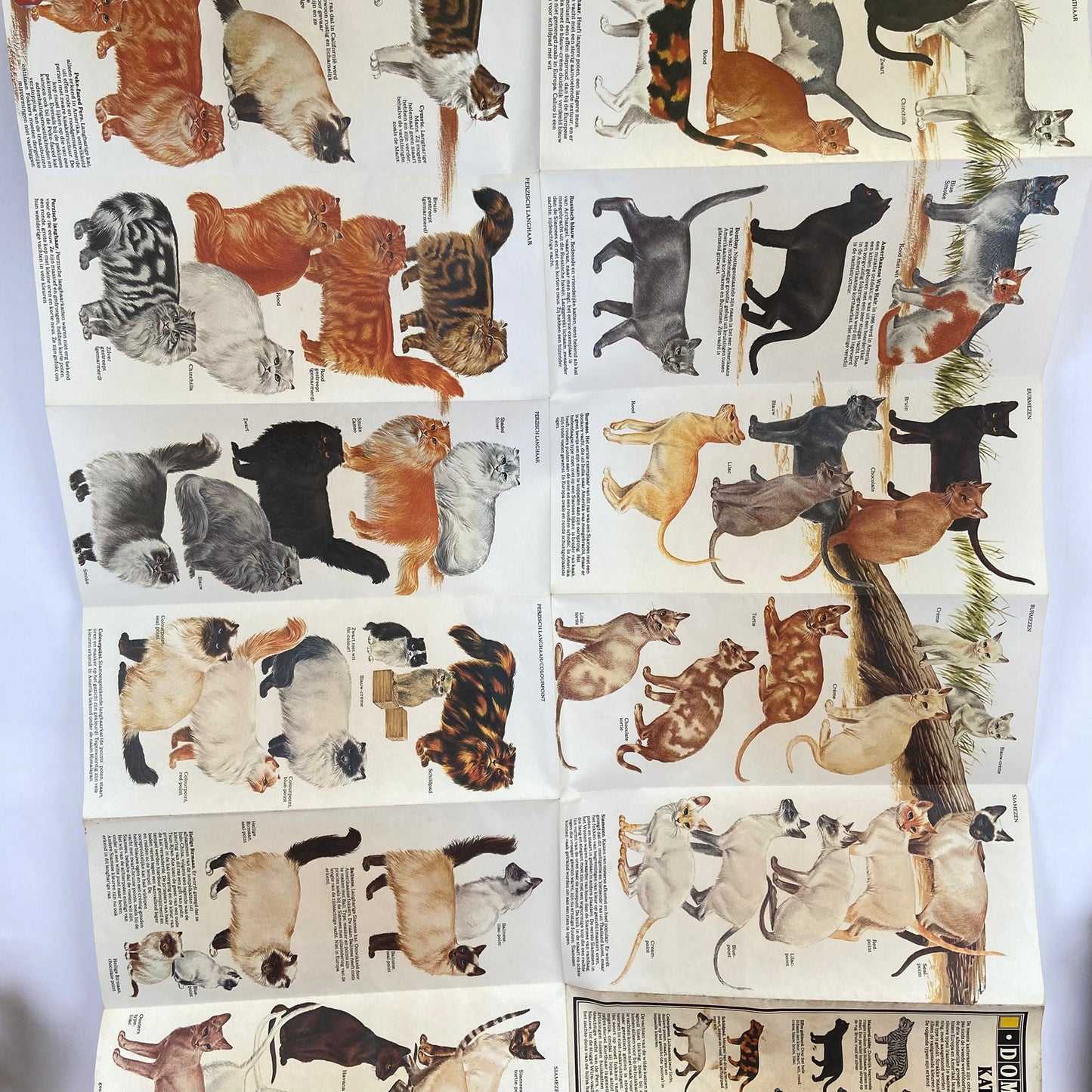 Vintage kaart katten - 94 rassen