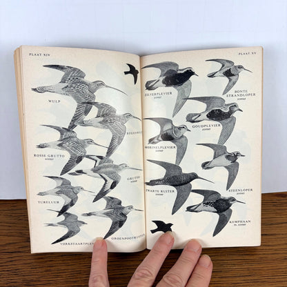 Vintage veldgids voor vogels Phoenix Pockets