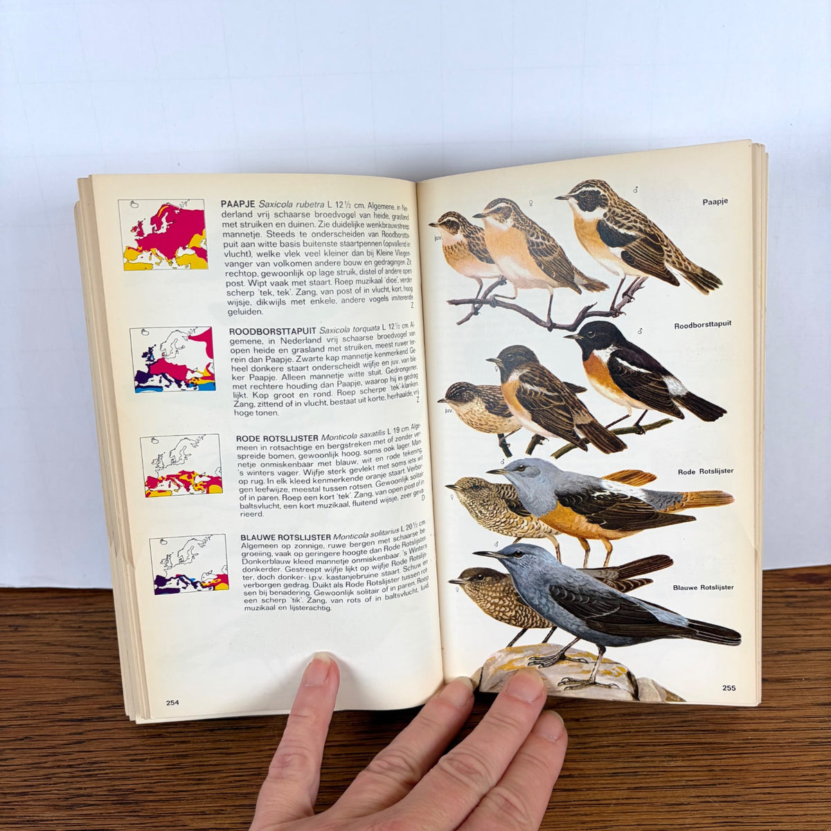 Vintage Elseviers gids van de vogels van Europa 1970